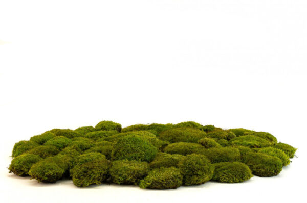 Mood moss ball